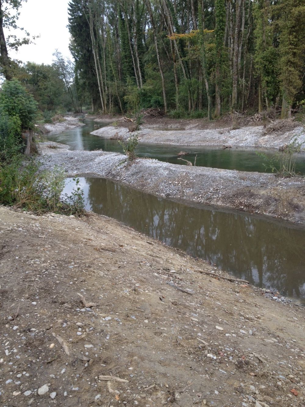 Alte Aare: neuer Seitenarm und Tümpel