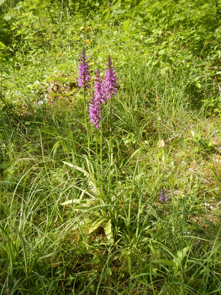 HWS Lamm- und Schwanderbach 004