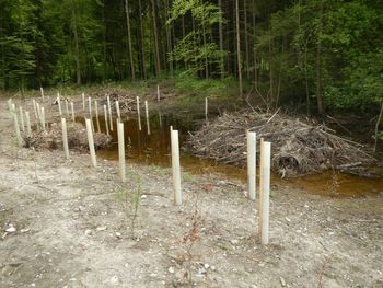 Alte Aare: neu angelegter Tümpel und Bepflanzung