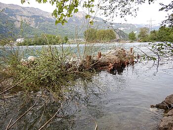 Holzriff Brienzersee 014