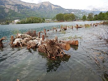 Holzriff Brienzersee 001