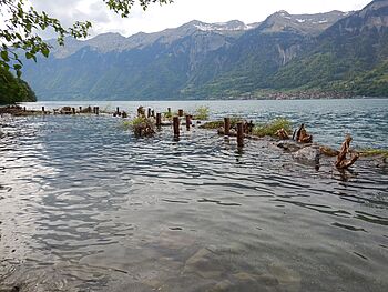 Holzriff Brienzersee 006