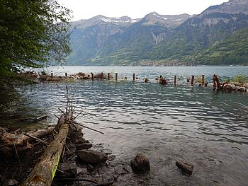 Holzriff Brienzersee 009