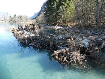 Holzriff Brienzersee 012