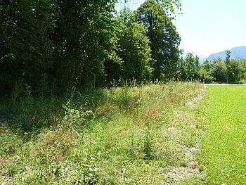Umfahrung Thierachern 004