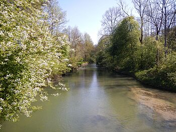 Alte Aare: Ufervegetation